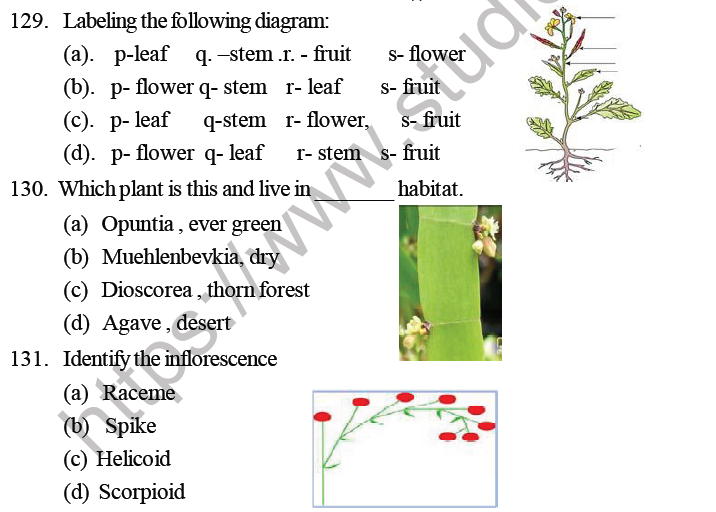 NEET Biology Morphology Of Plants MCQs Set B, Multiple Choice Questions